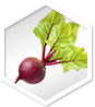 Fresh beetroot with green leaves, often included in ACV gummies with the mother for optimal health benefits.